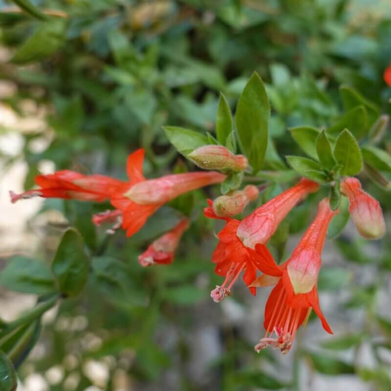 Epilobium Canum California Fuchsia Western Star Nurseries