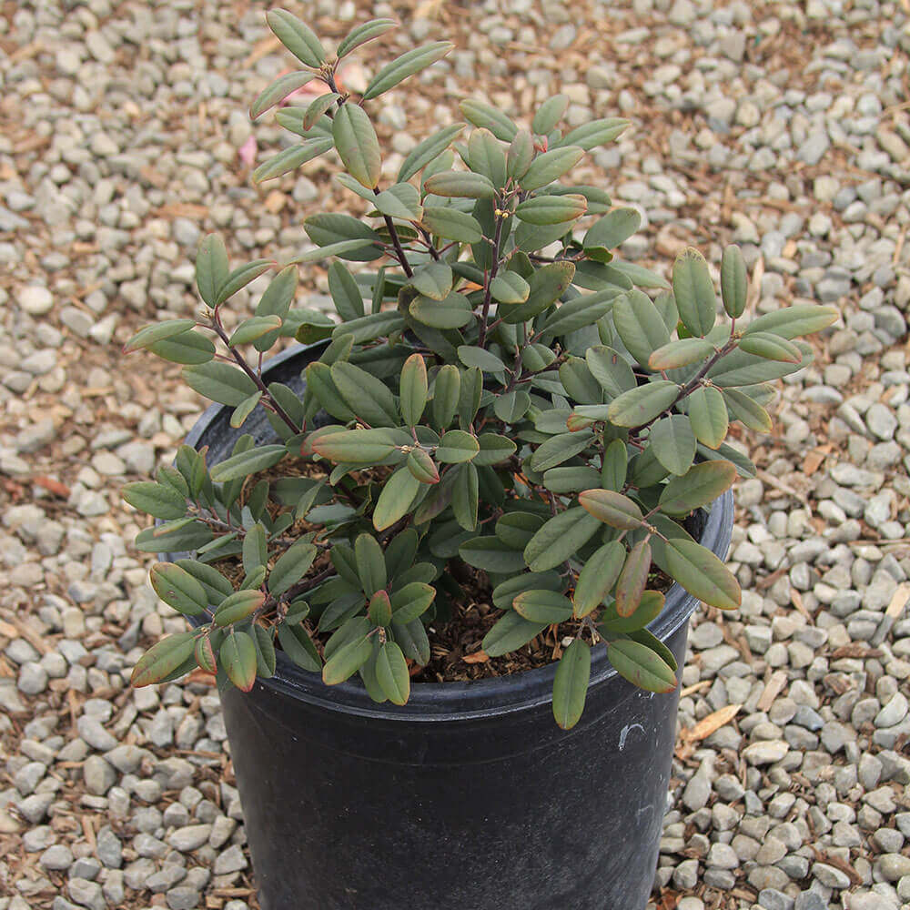 rounded foliage of a Rhamnus californica Eve Case, Coffeeberry bush