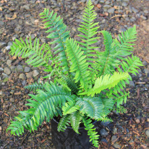 Polystichum munitum - Western Sword Fern | Western Star Nursery