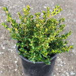 Buxus microphylla japonica Green Beauty - Western Star Nurseries