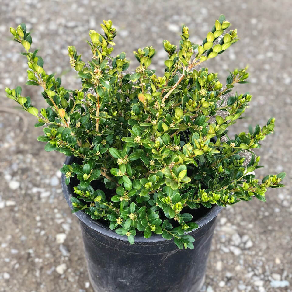 Young green and yellow foliage on a Buxus Green Beauty shrub