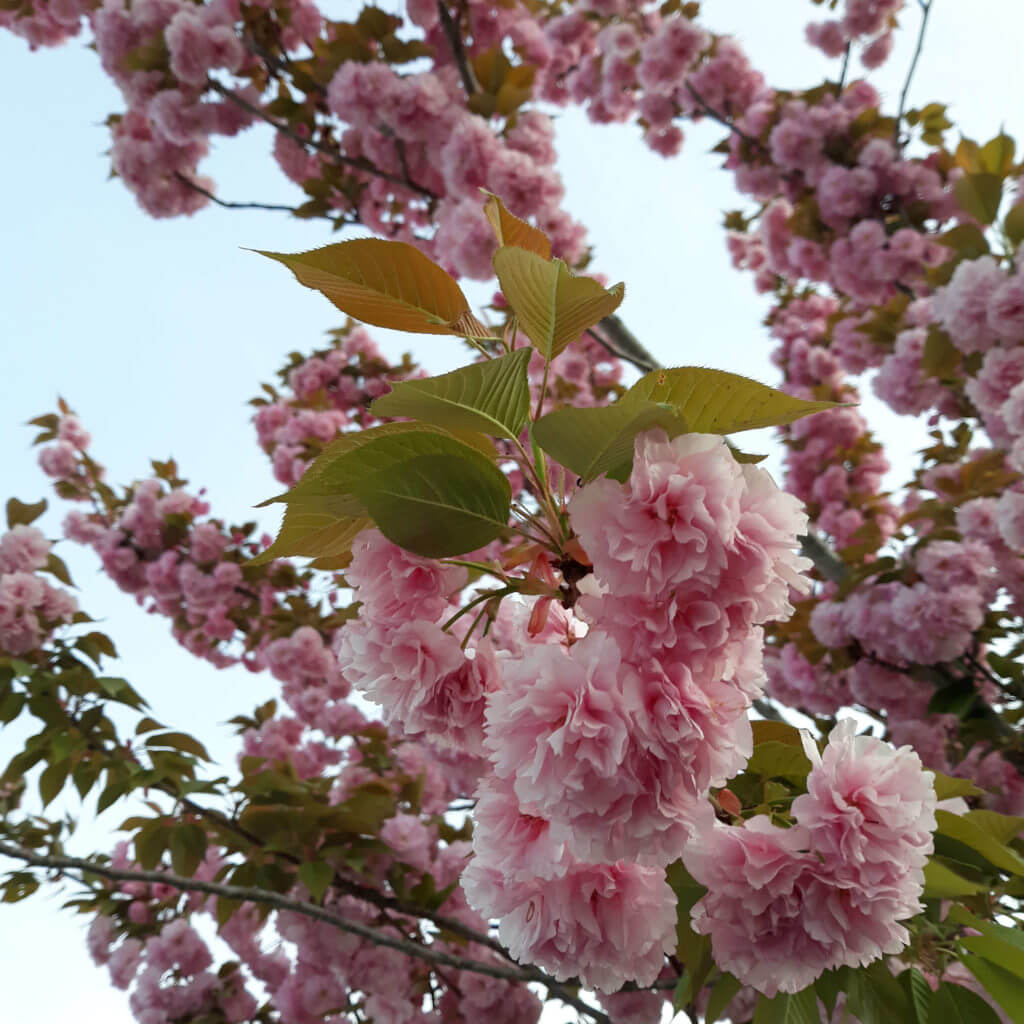 Image of Prunus serrulata Kwanzan