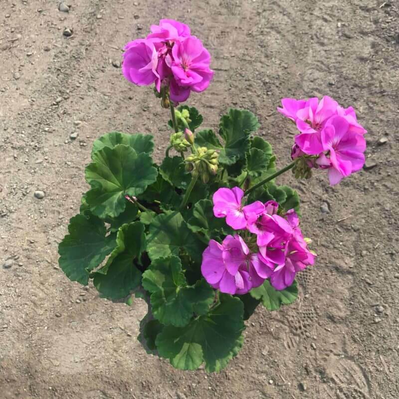 Pelargonium Hortorum Plant Feature | Western Star Nurseries