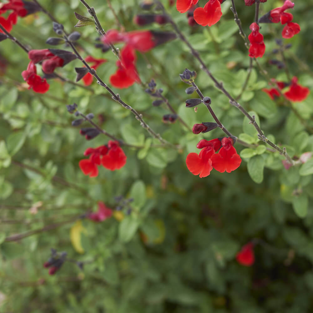 Salvia greggii ‘Red’ - Featured Plant | Western Star Nurseries