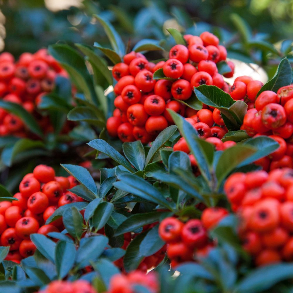 Pyracantha koidzumii 'Santa Cruz' - Santa Cruz Pyracantha | Western ...