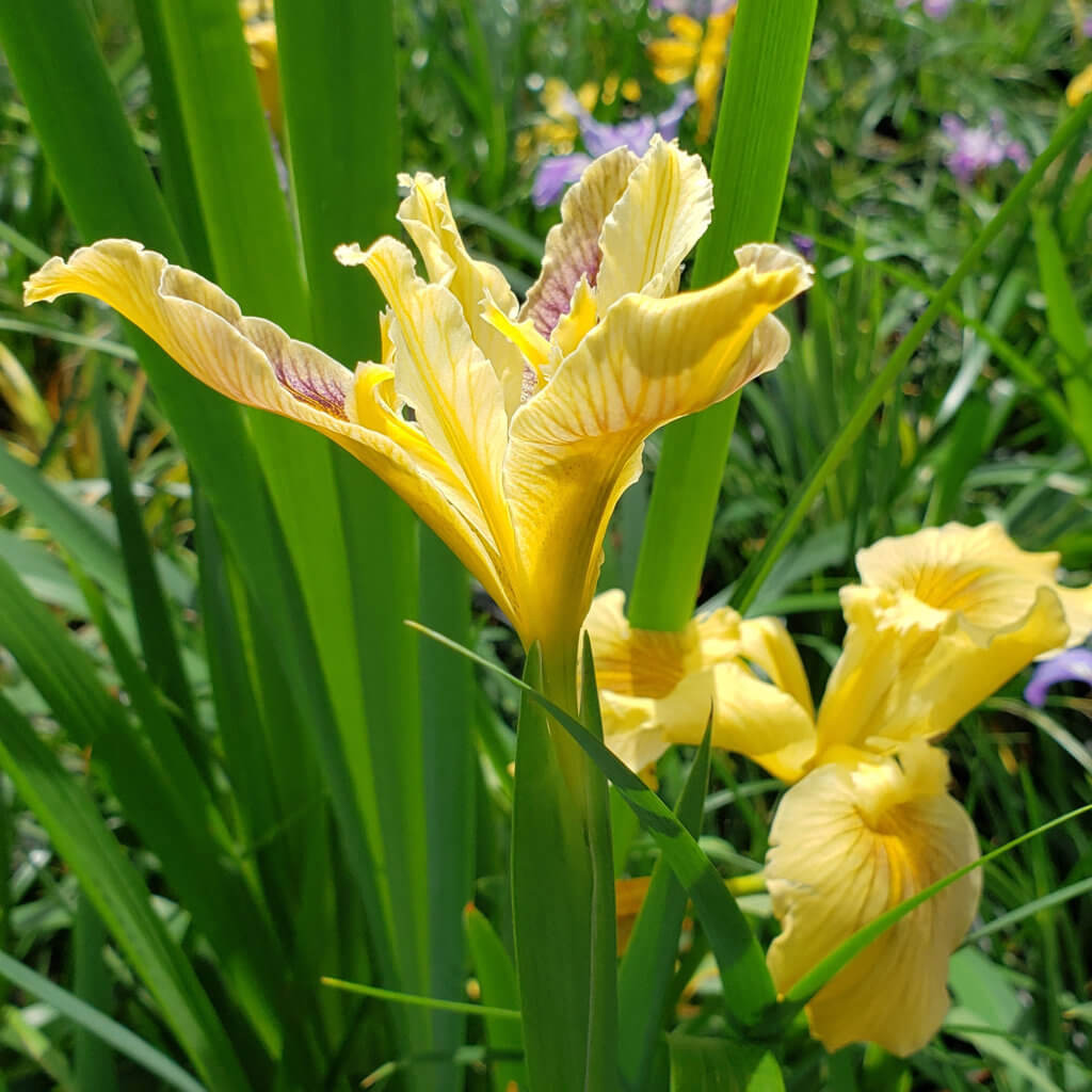 Pacific Coast Hybrid Iris - Iris PCH 'Yellow'