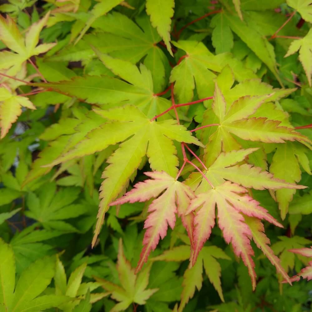 Acer palmatum 'Sango Kaku' | Western Star Nurseries