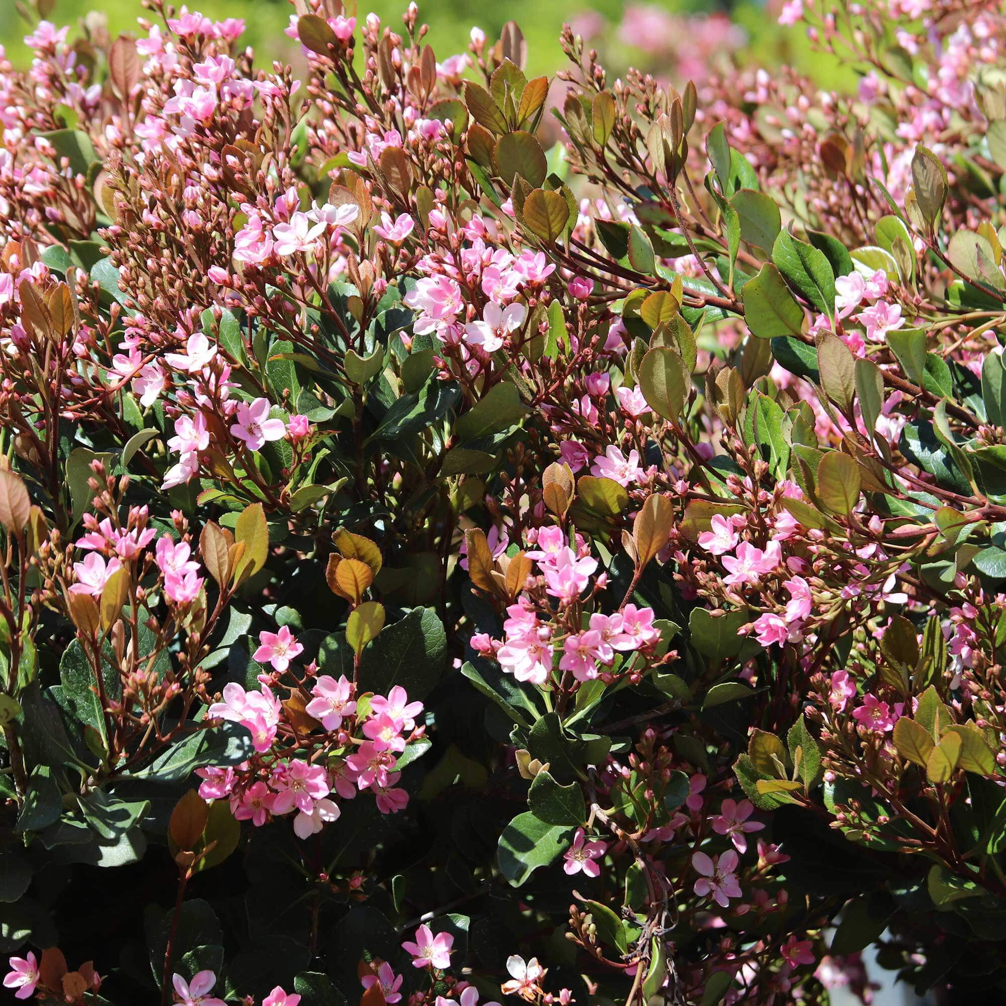 Rhaphiolepis indica 'Pink Lady' , Indian Hawthorn