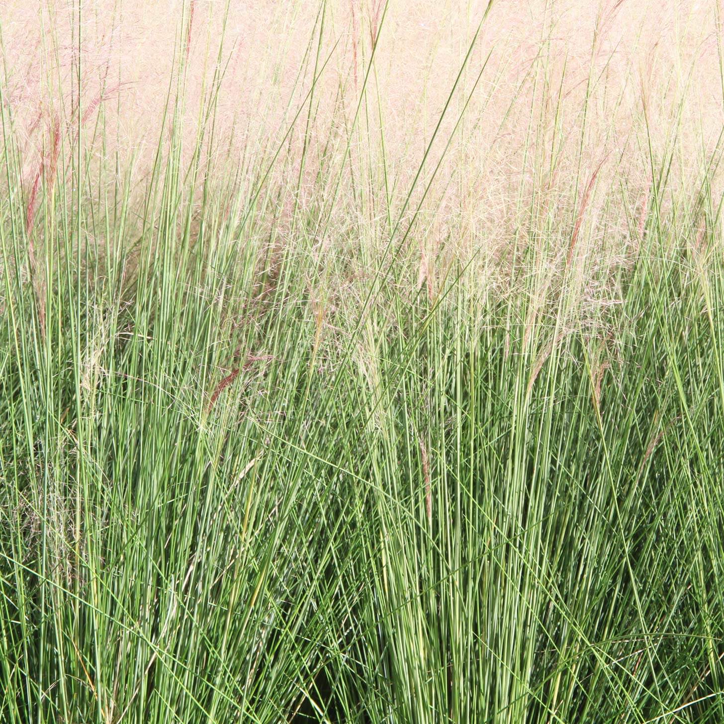 Muhlenbergia rigens - Deer Grass