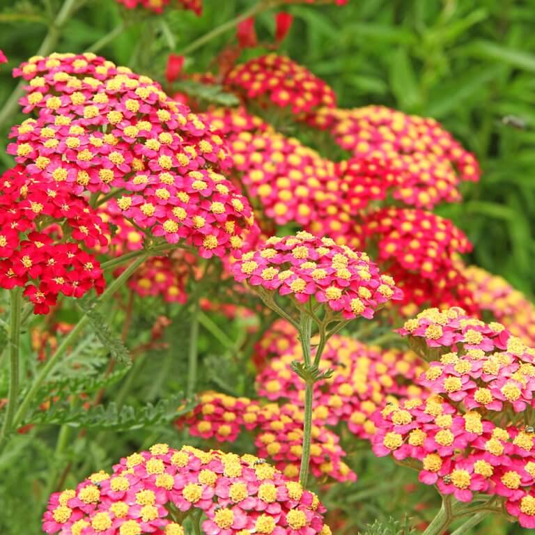 Achillea millefolium 'Paprika' Paprika Yarrow Western Star Nurseries