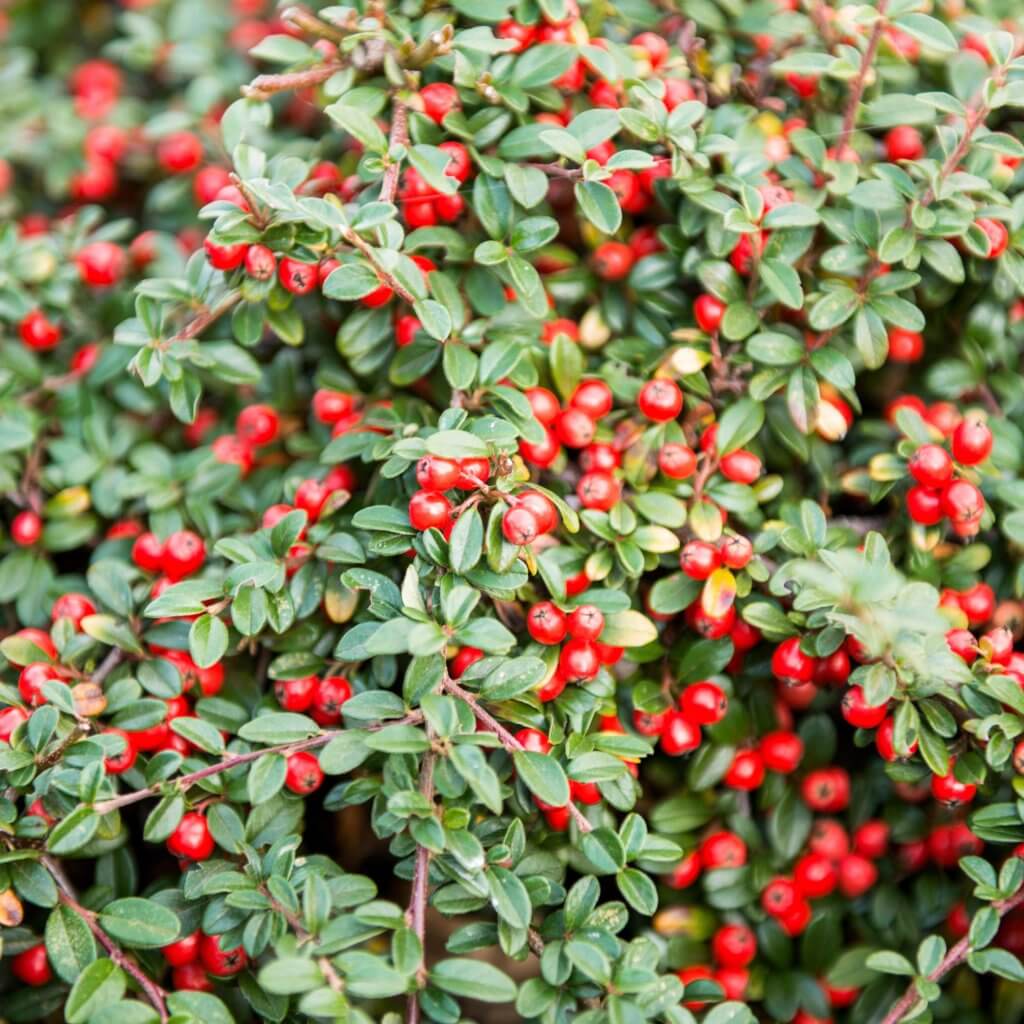Image of Cotoneaster dammeri 'Lowfast' , Bearberry Cotoneaster
