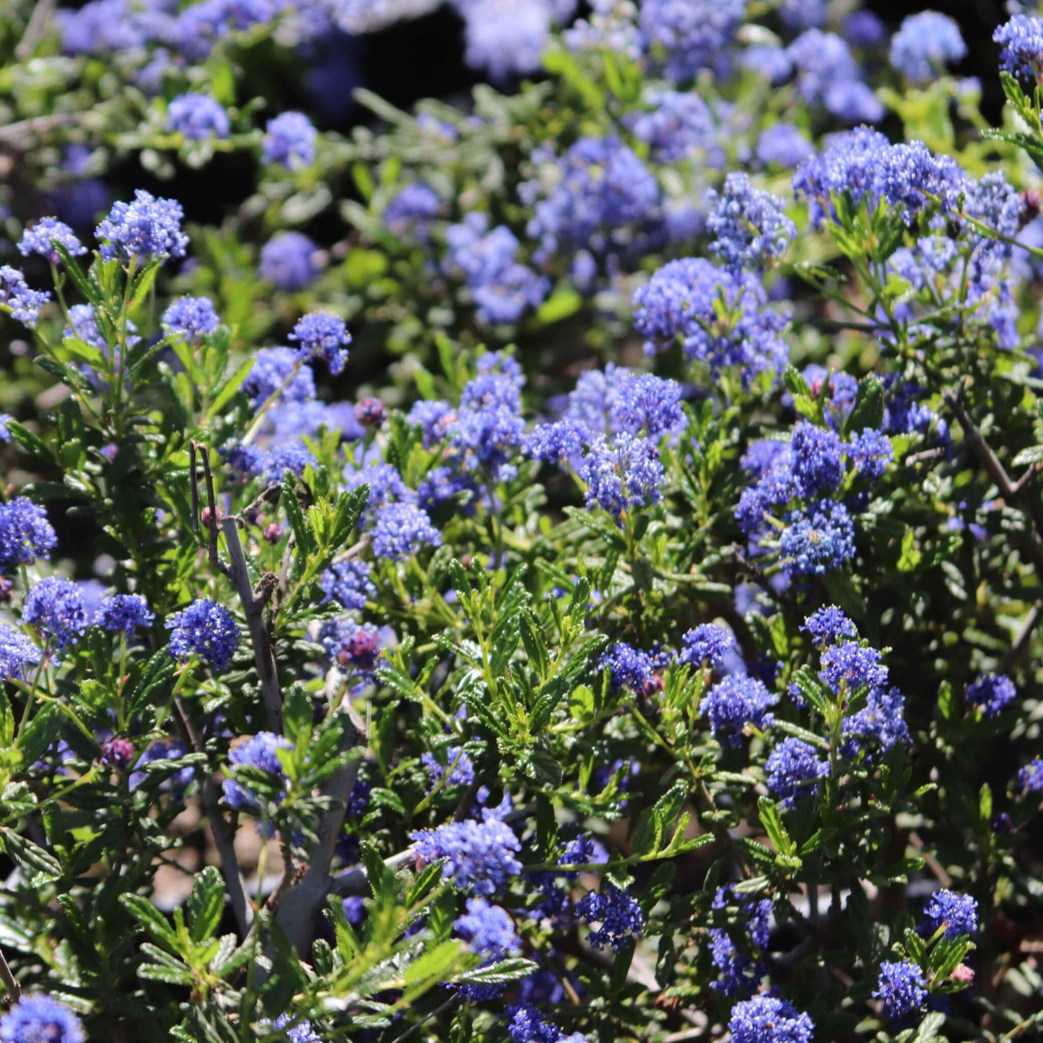 Image of Ceanothus 'Joyce Coulter' or Joyce Coulter Ceanothus
