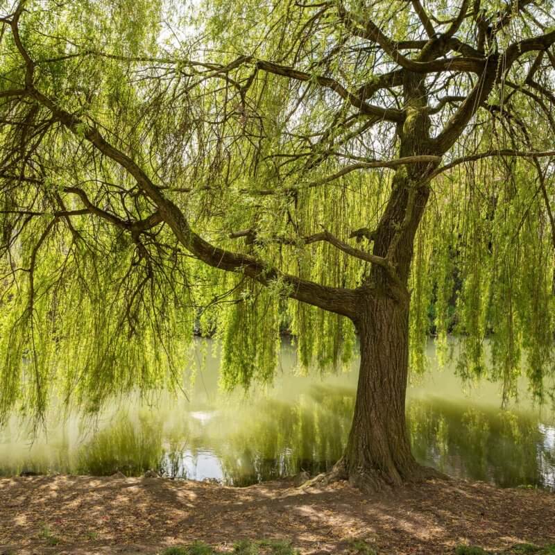 Salix babylonica - Weeping Willow | Western Star Nurseries