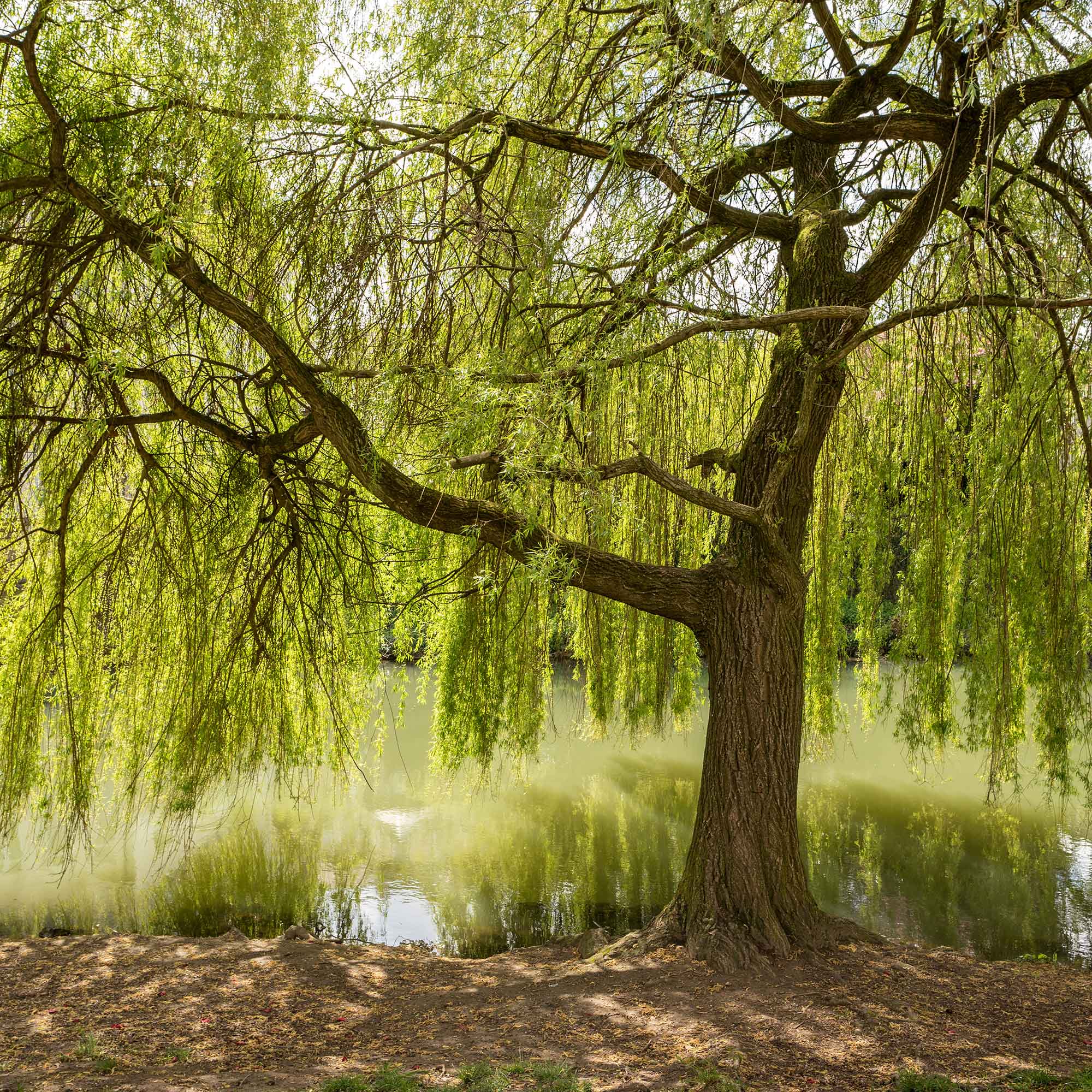 Salix babylonica-Weeping Willow near pond