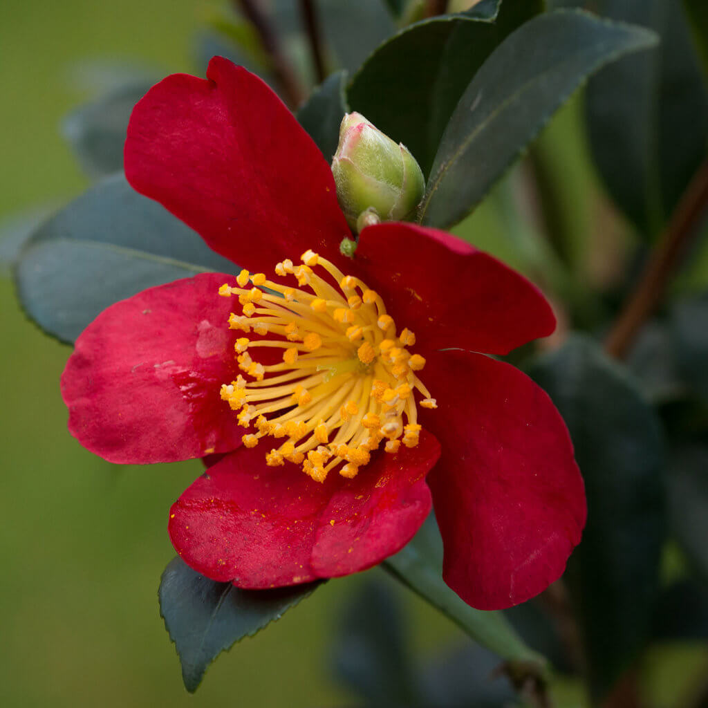 Camellia Sasanqua Yuletide, Yuletide Camellia, Camellia with red flowers