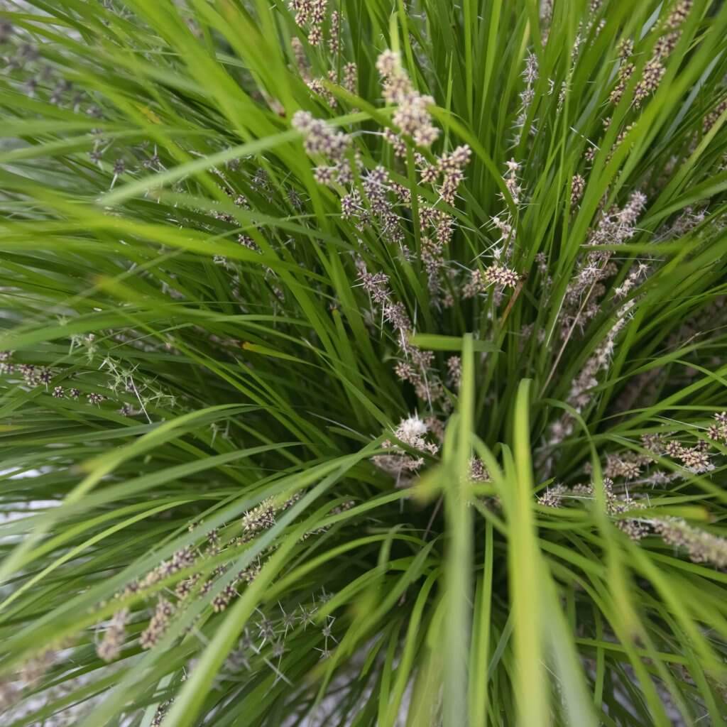 Close up of Lomandra longifolia 'Breeze', Basket Grass with yellow flowers
