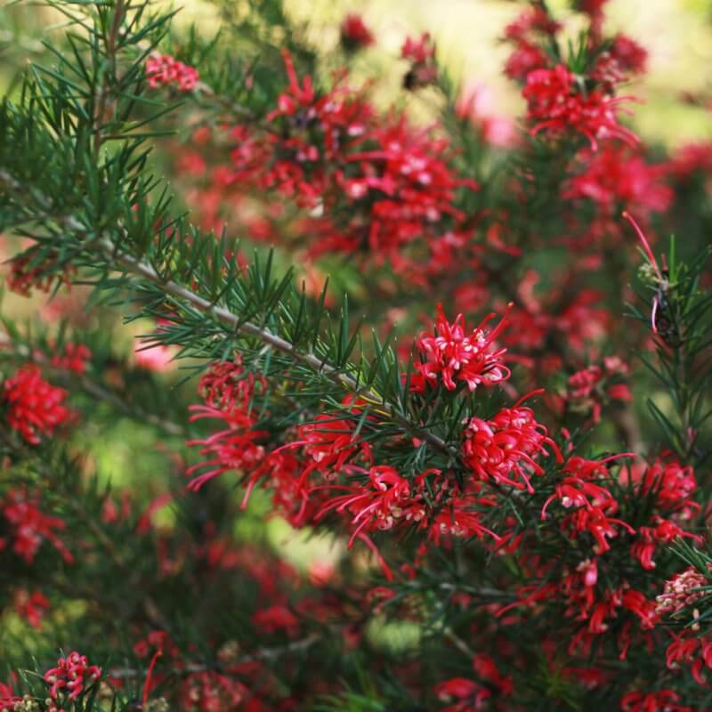 Noel Grevillea Grevillea 'Noellii' Western Star Nurseries