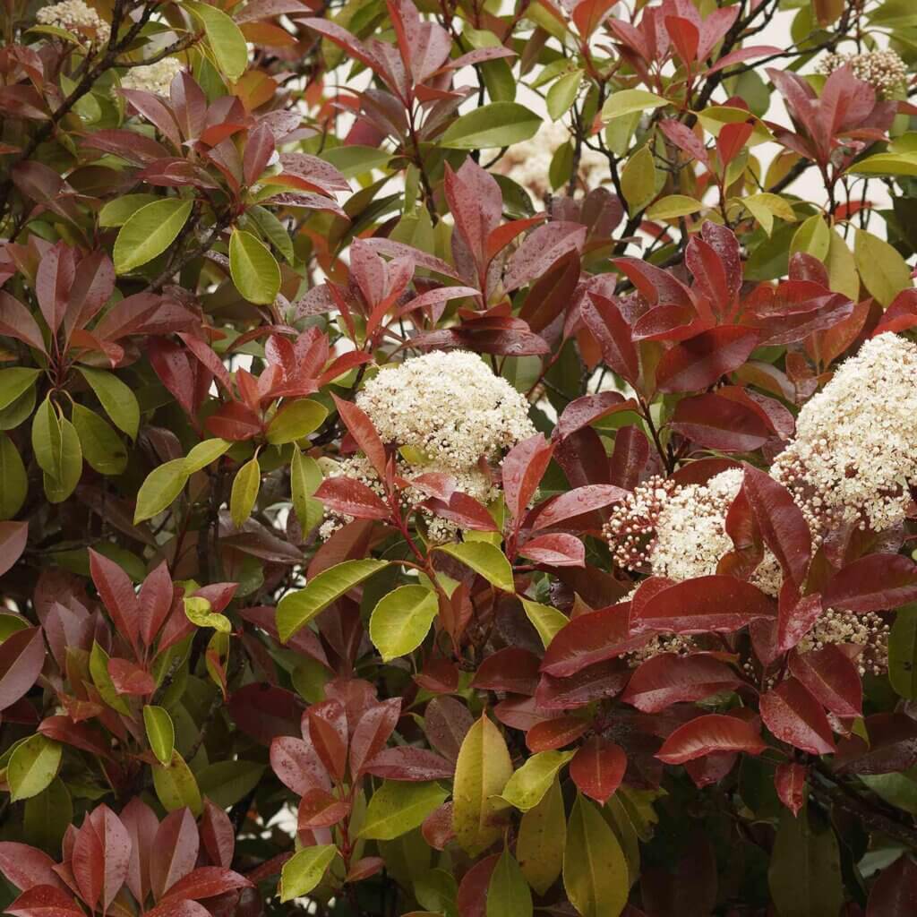 Close up of red and green leaves on a Photinia Fraseri, Fraser's Photinia, bush with three large clusters of white flowers