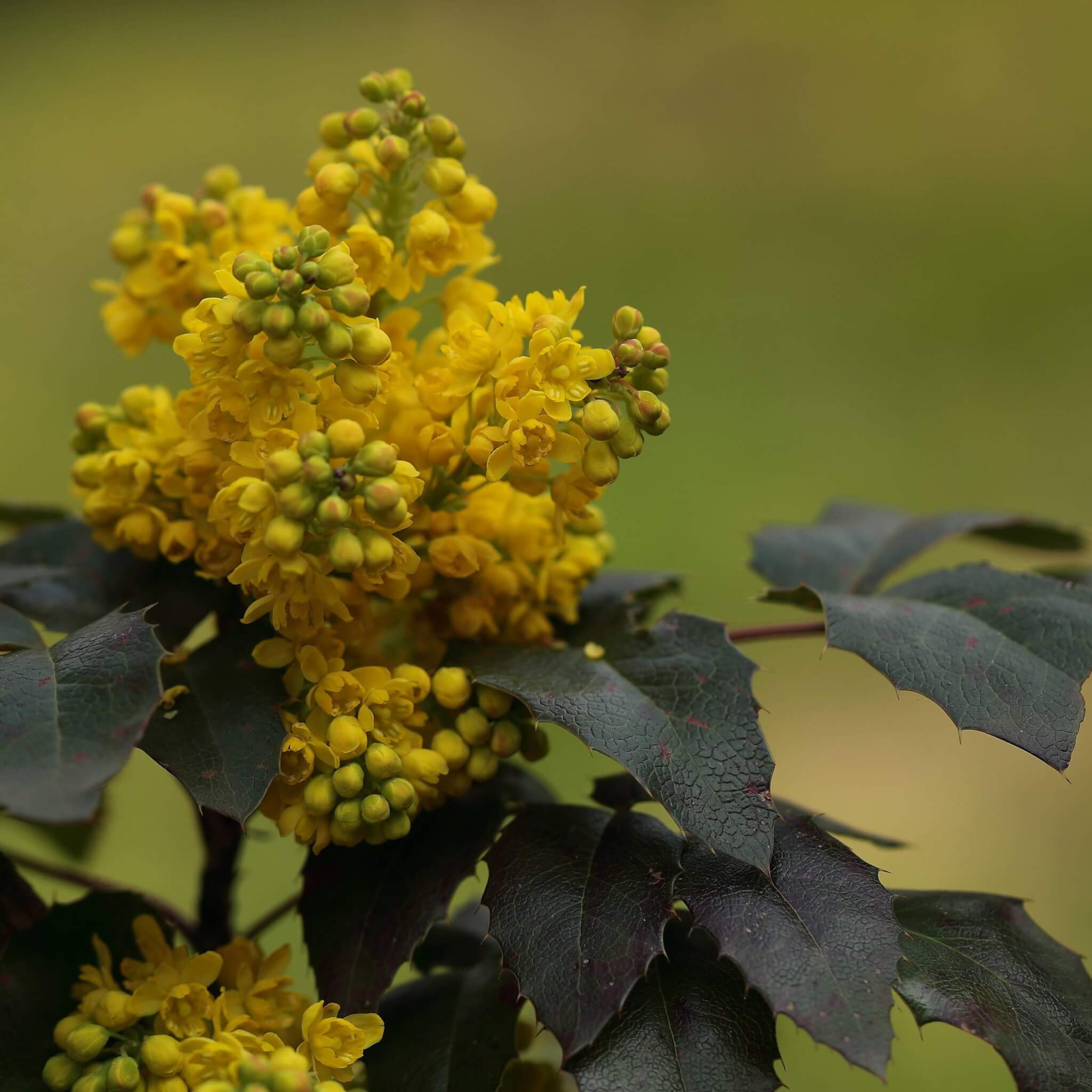 Mahonia Repens; Creeping Mahonia with blooming yellow flower clusters