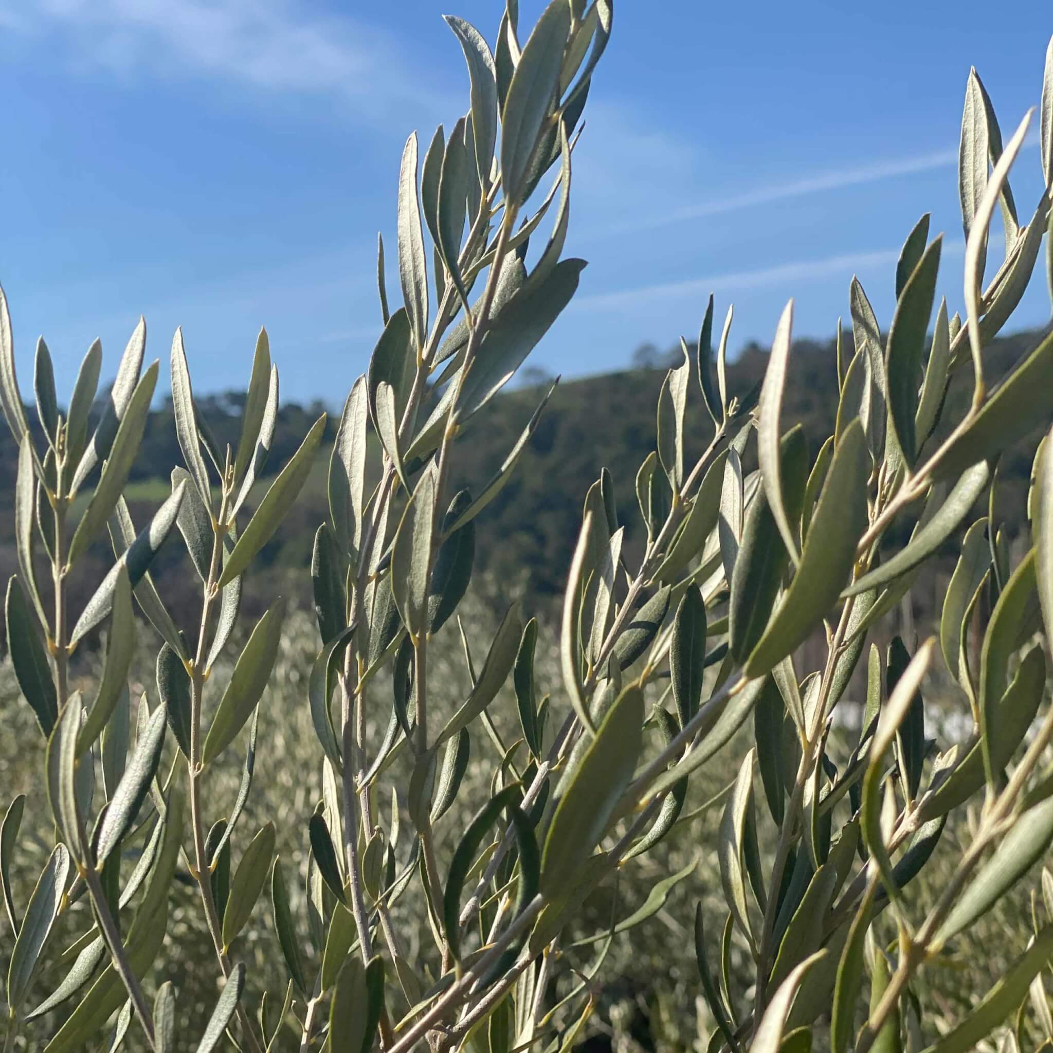 Olea europaea Wilsonii close up of foliage