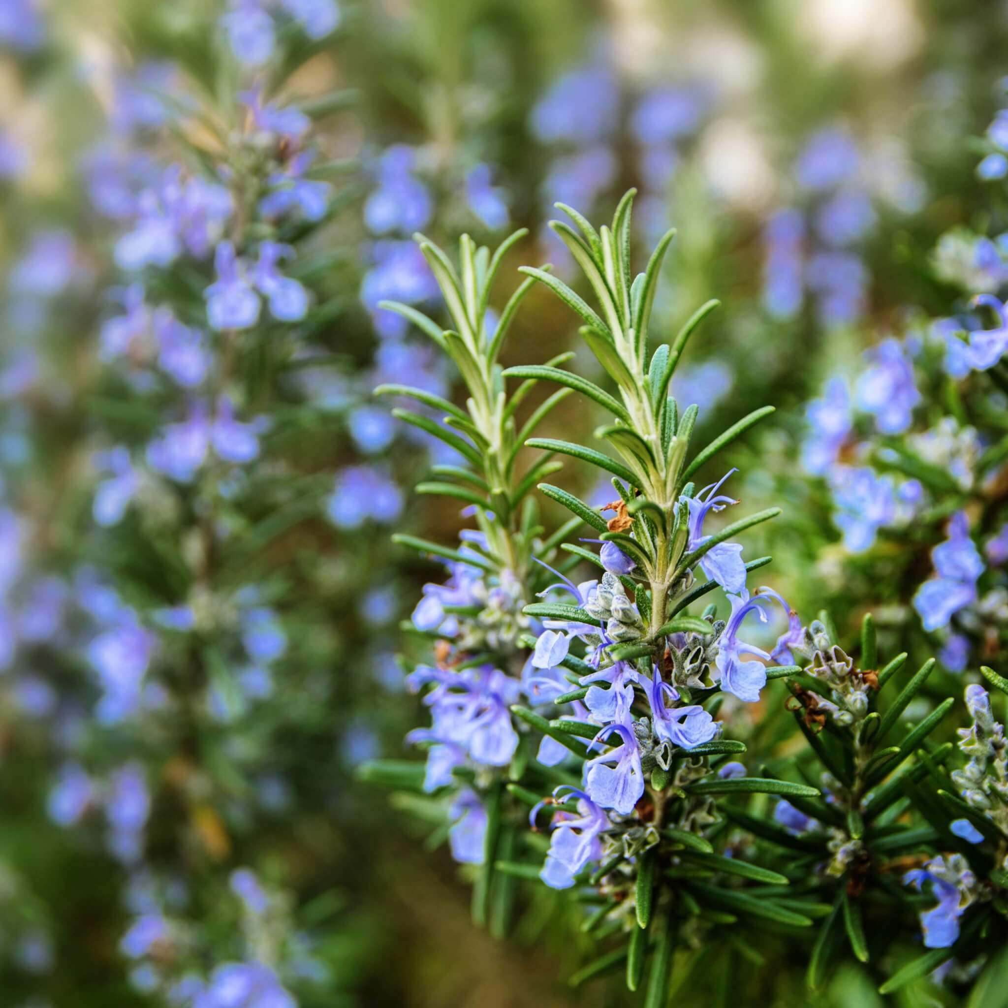 Rosmarinus officinalis Prostrata; Creeping Rosemary blooming with purple flowers