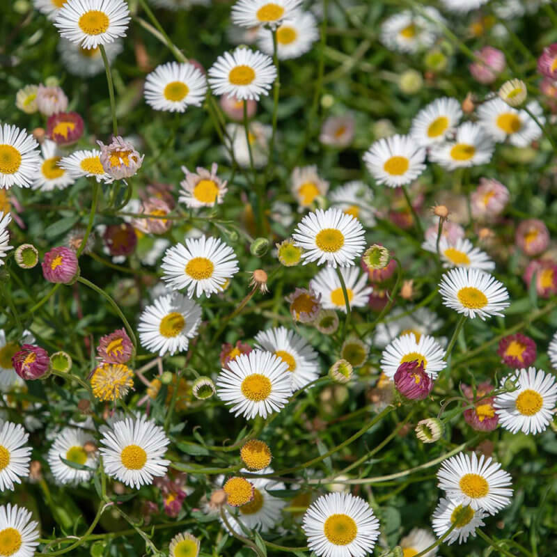 Erigeron karvinskianus Santa Barbara Daisy Western Star Nurseries