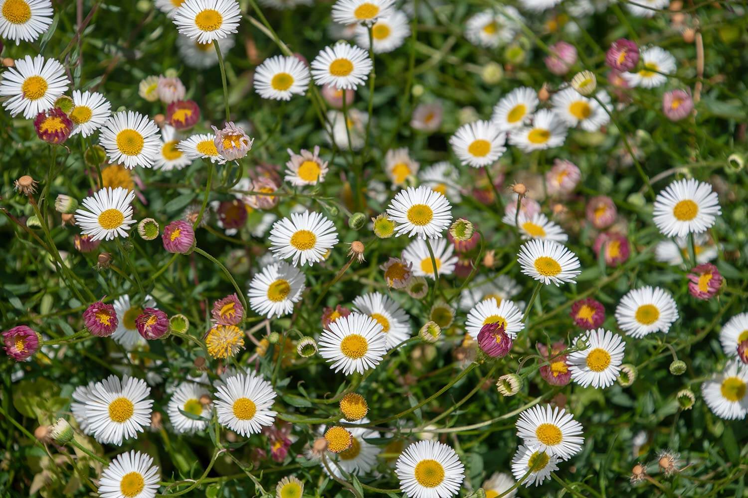 Bing Photos Santa Barbara Daisy Erigeron Plant