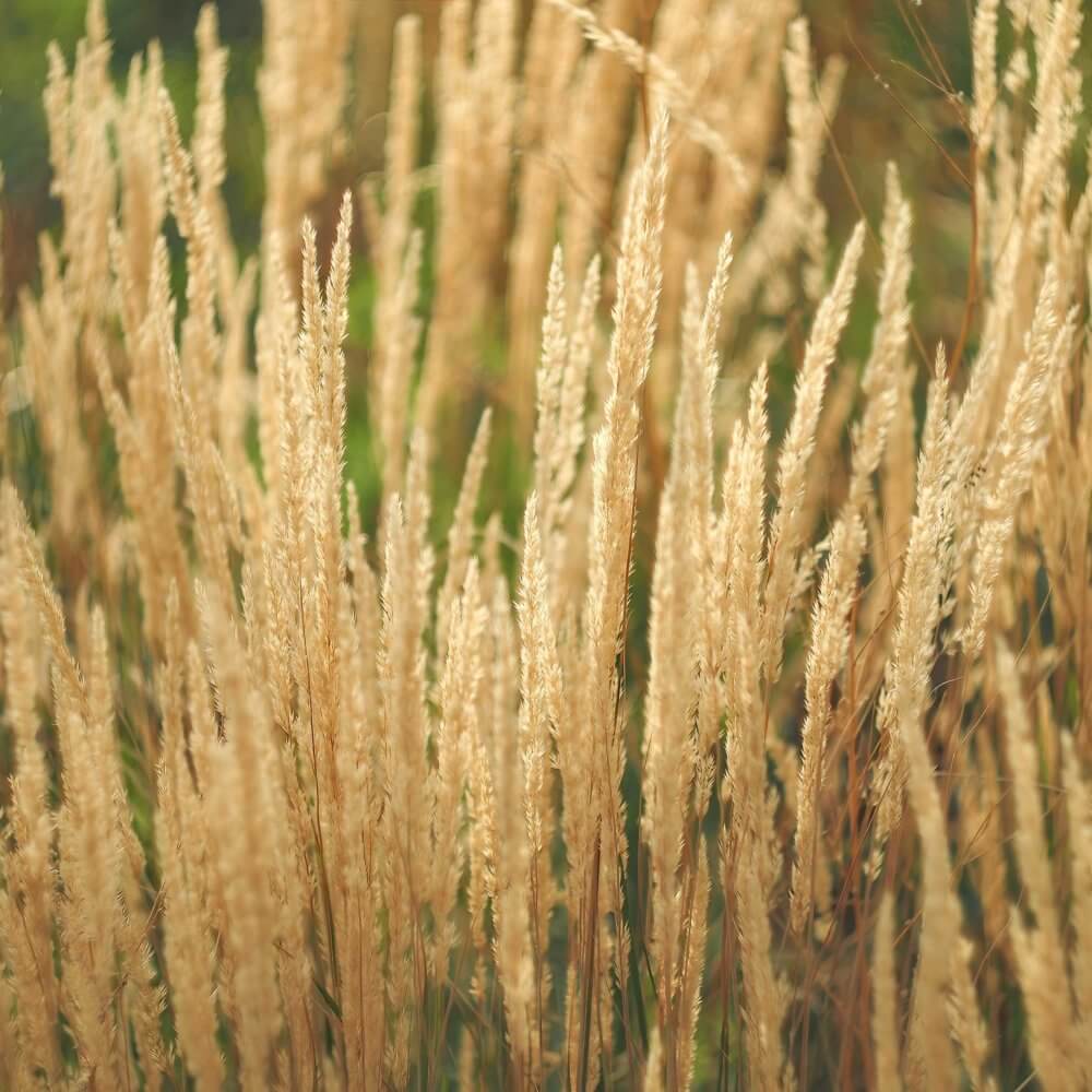 Calamagrostis 'Karl Foerster' Feather Reed Grass Western Star Nursery