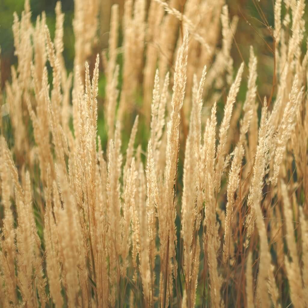 Calamagrostis-'Karl-Foerster', Feather Reed Grass
