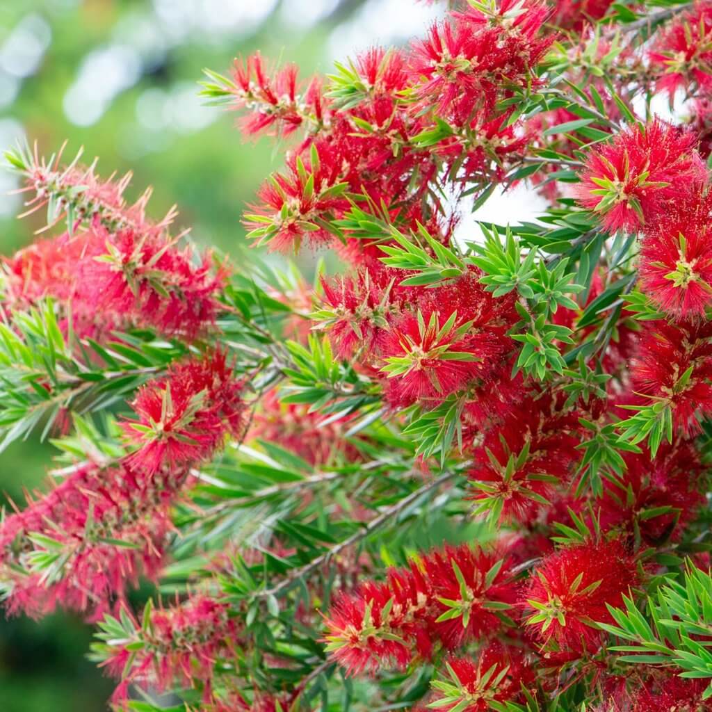 Callistemon Viminalis 'Little John', Bottlebrush plant with up red blooms