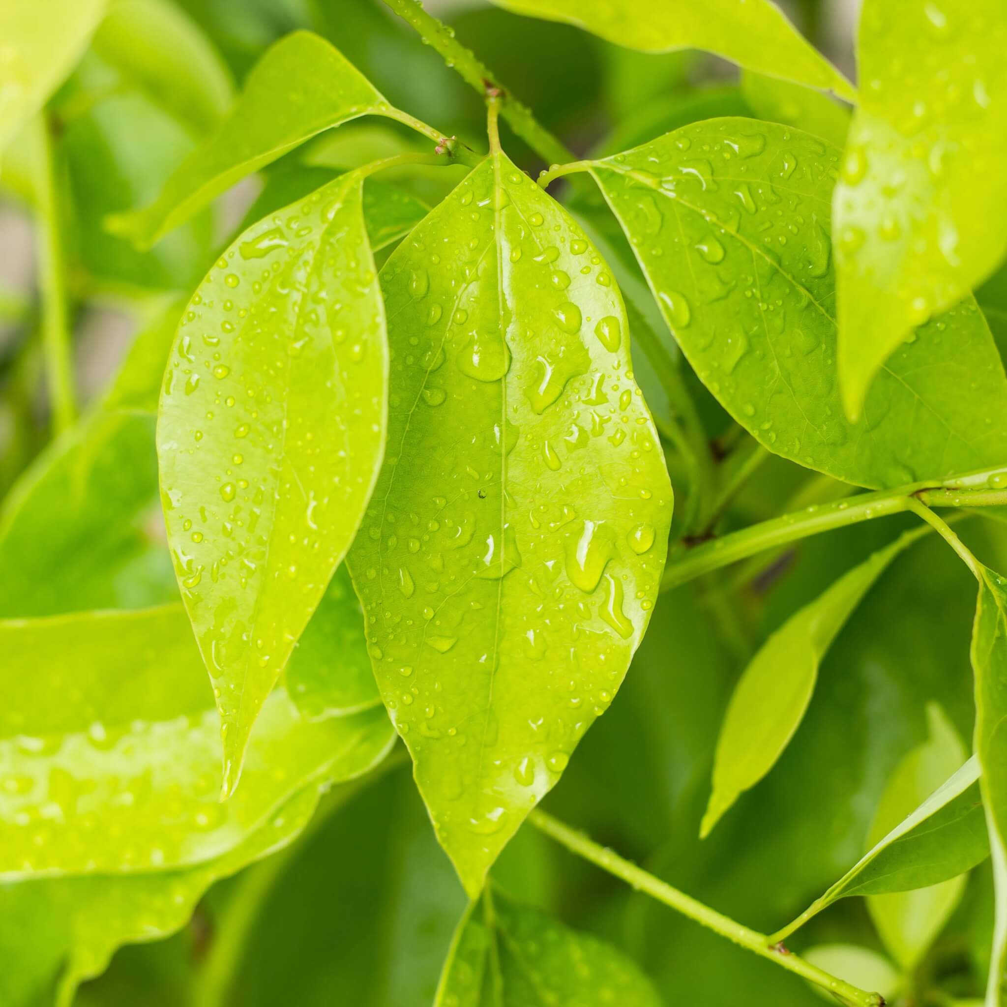 Leaf close up of innamomum camphora, Camphor Tree