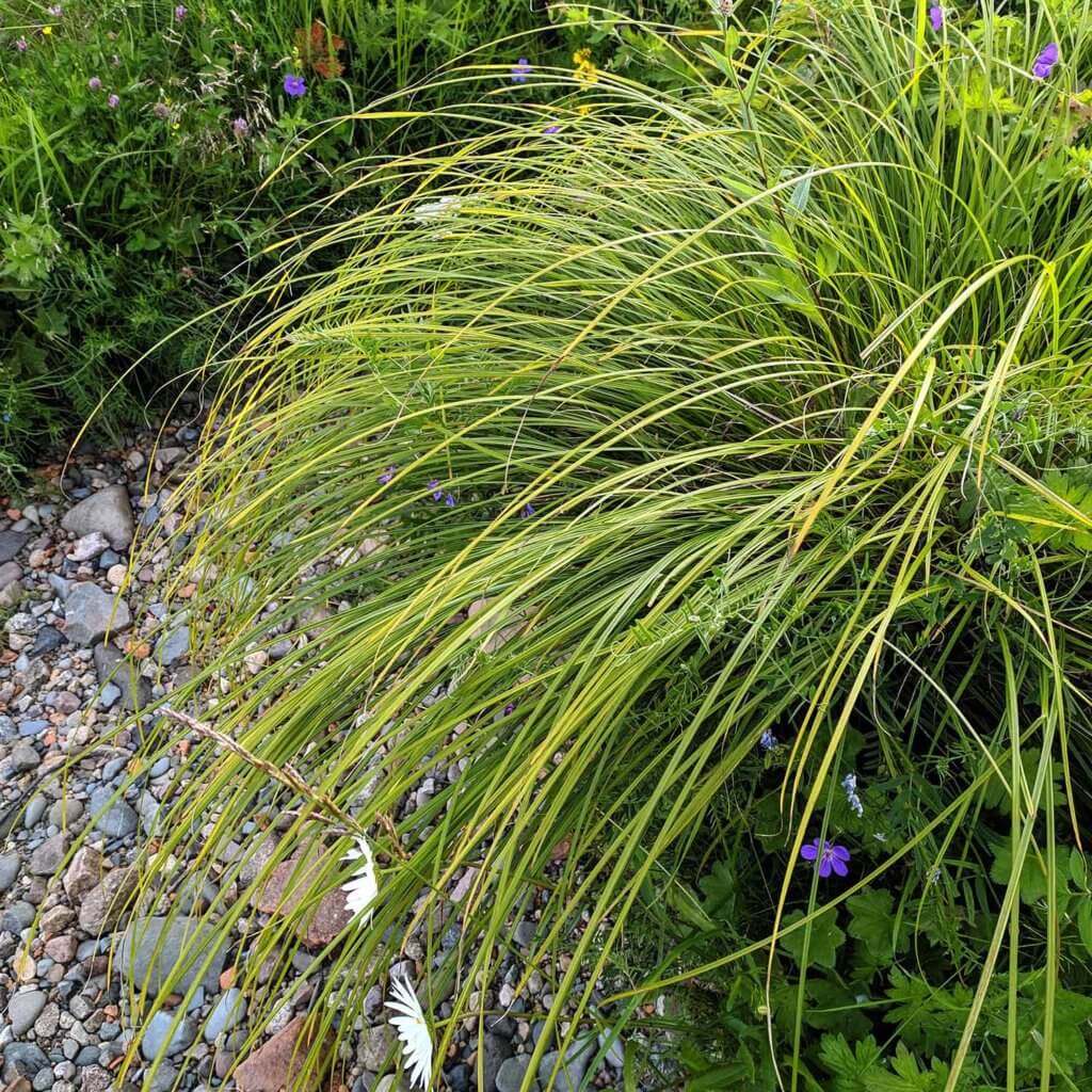 Planted Carex tumulicola; Foothill Sedge
