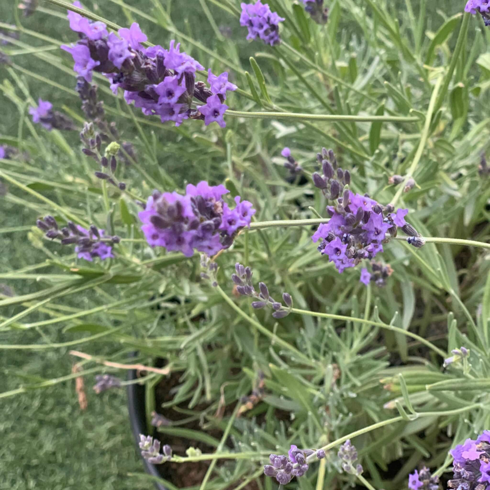 Close up of Lavandula intermedia 'Phenomenal' ™ ; Phenomenal ™ Lavender