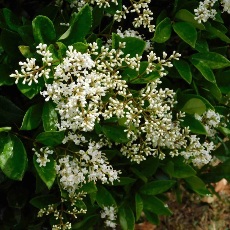 Ligustrum japonicum 'Texanum' - Waxleaf Privet | Western Star Nurseries