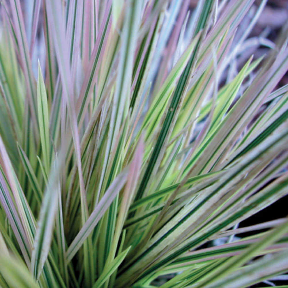 Close up of the leaves of Deschampsia cespitosa 'Northern Lights', Northern Lights Tufted Hair Grass