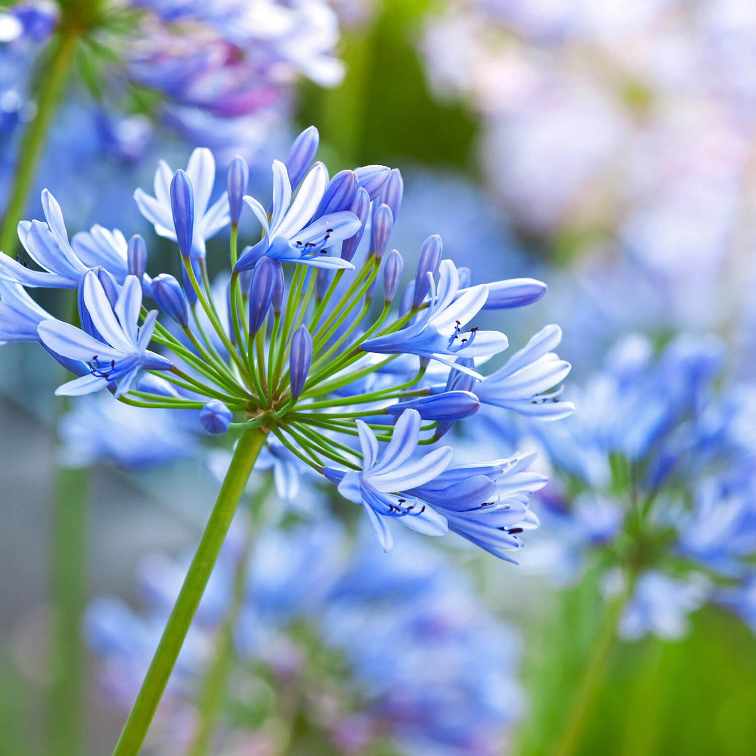 Agapanthus 'Tinkerbell' (Blue Lily-of-the Nile