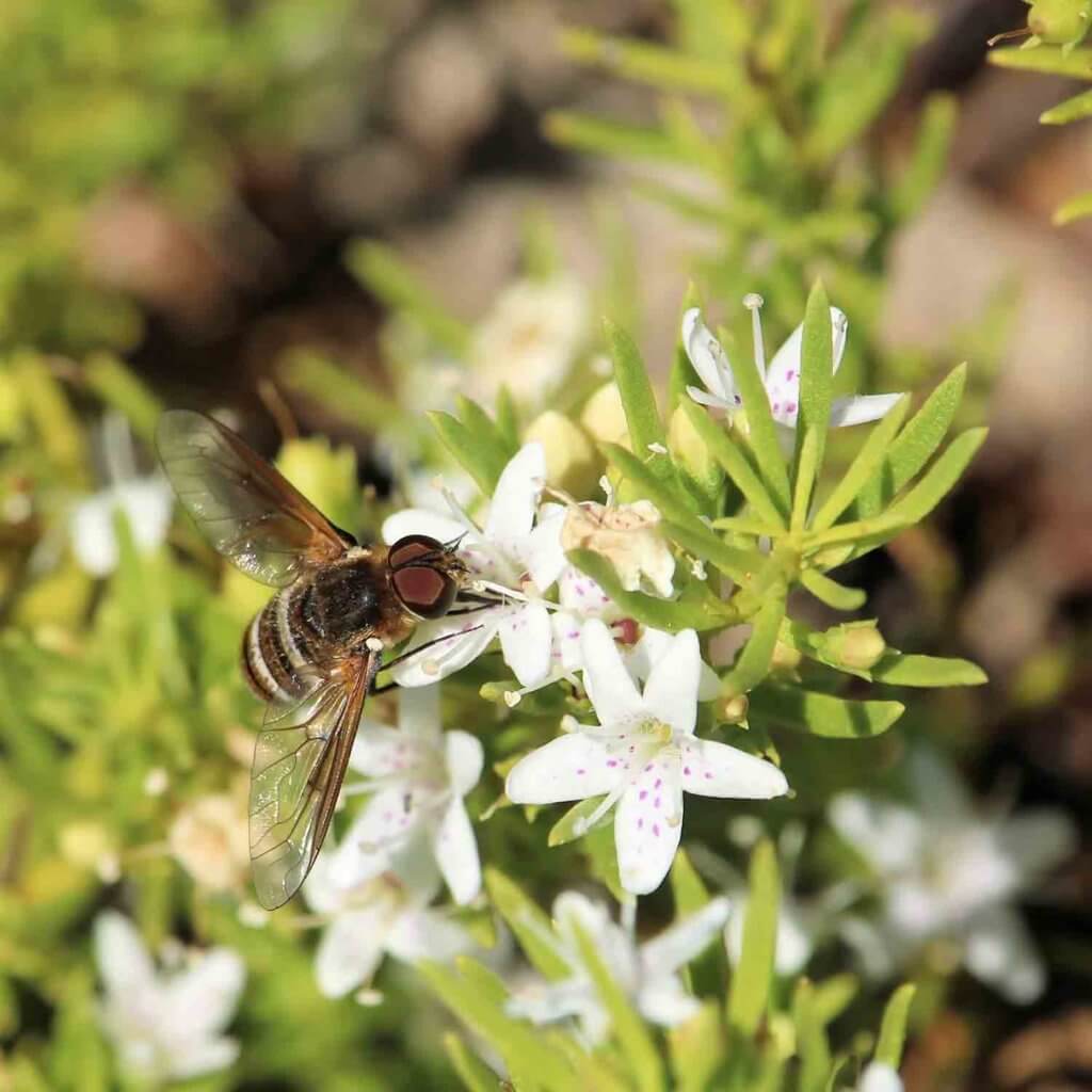 Bee resting on the flower of a Myoporum parvifolium ‘White’, Creeping Myoporum