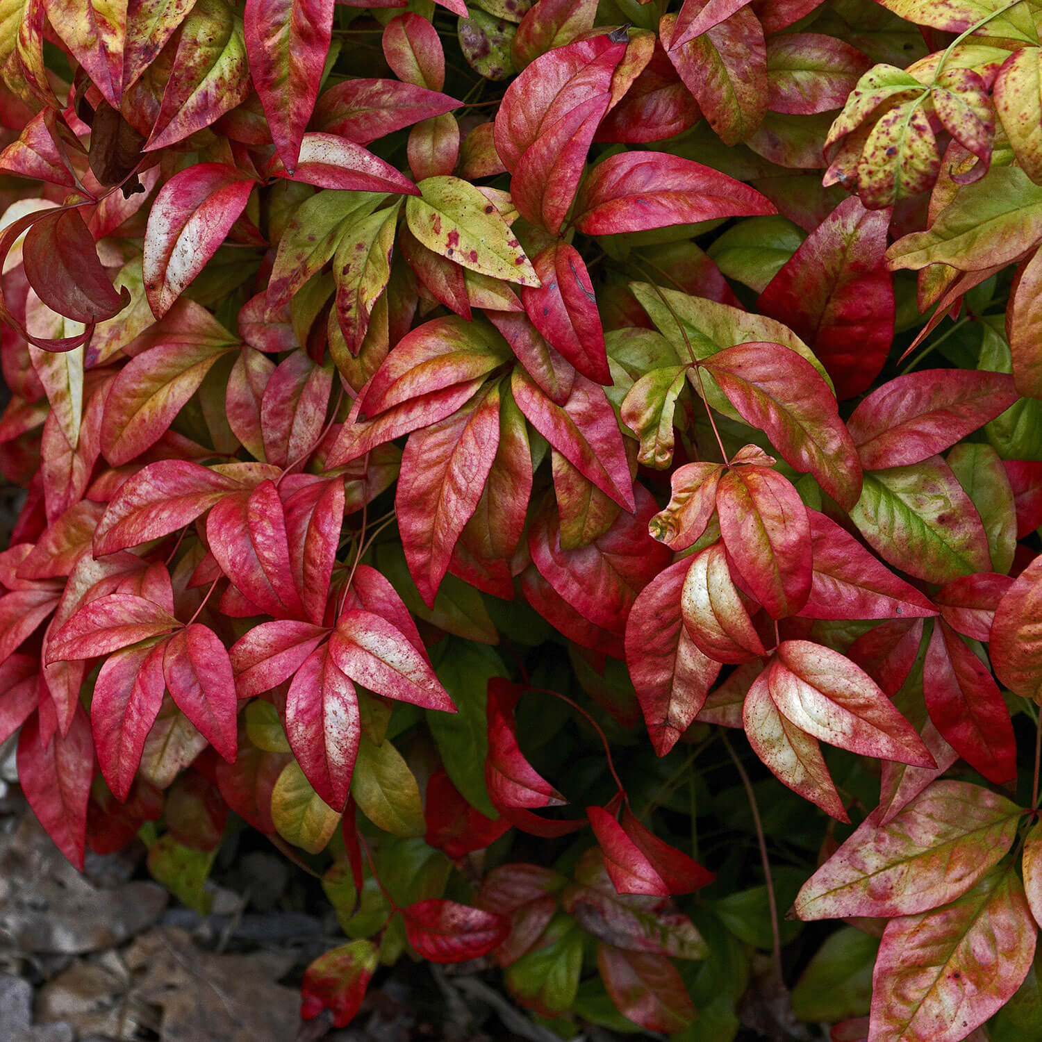 Foliage closeup of Nandina domestica 'Firepower' leaves in red, green and orange colors
