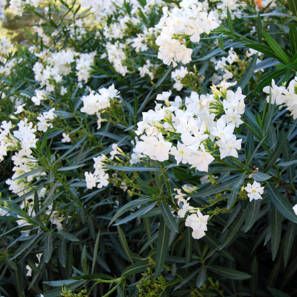 Nerium Oleander 'White' (White Oleander)