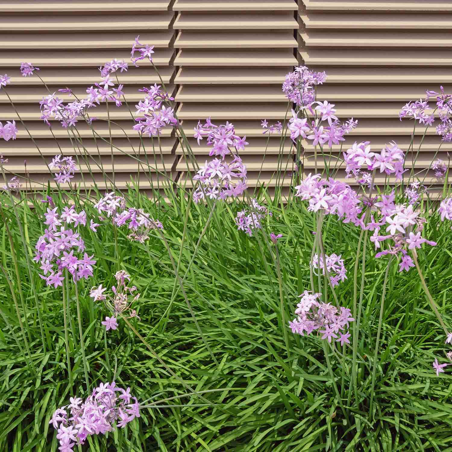 Tulbaghia violacea (Tri-Color Society Garlic) purple flowers and green foliage