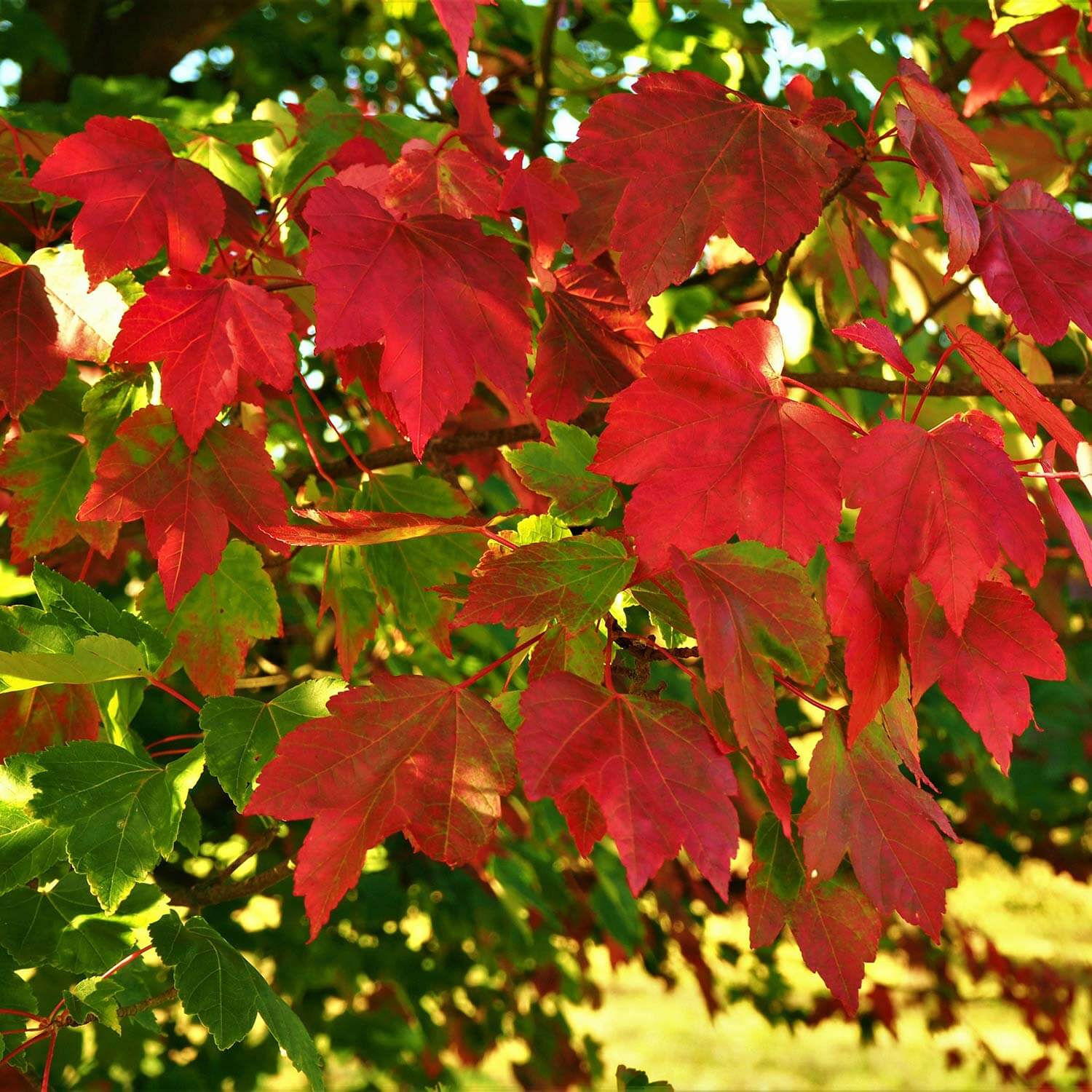 Close up of green and red leaves of a Acer Rubrum 'October Glory', October Glory Maple Red tree