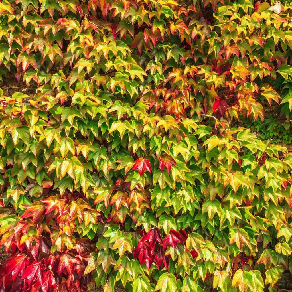 fall colored Parthenocissus Tricuspidata 'Veitchii', Boston Ivy growing up a wall