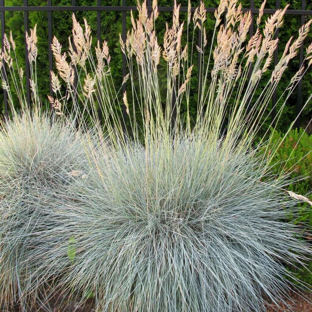 Festuca Idahoensis 'Siskiyou Blue or Siskiyou Blue Fescue's moundnig blue-grey grass planted in landscape with cream feather-like flowers