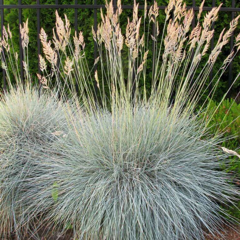 Festuca idahoensis ‘Siskiyou Blue’ - Siskiyou Blue Fescue| Western Star