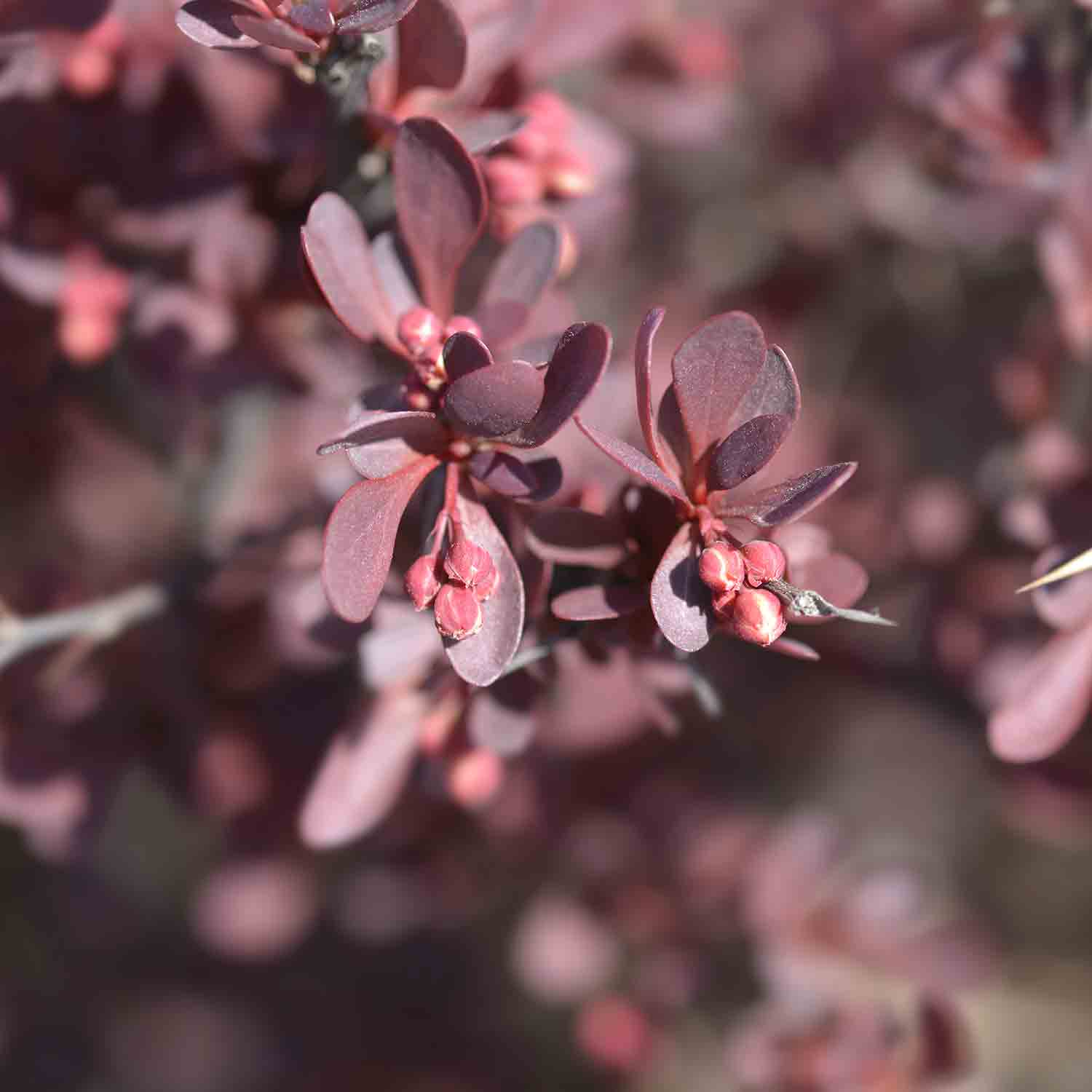 Close up of Berberis 'Crimson Pygmy' shrub's purple leaves and berries