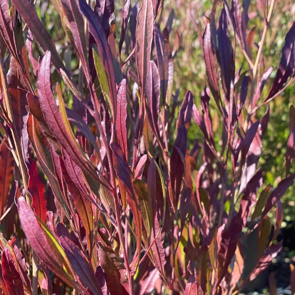 Close up of maroon foliage; Dodonaea viscosa 'Purpurea'; Purple Hopseed Bush;