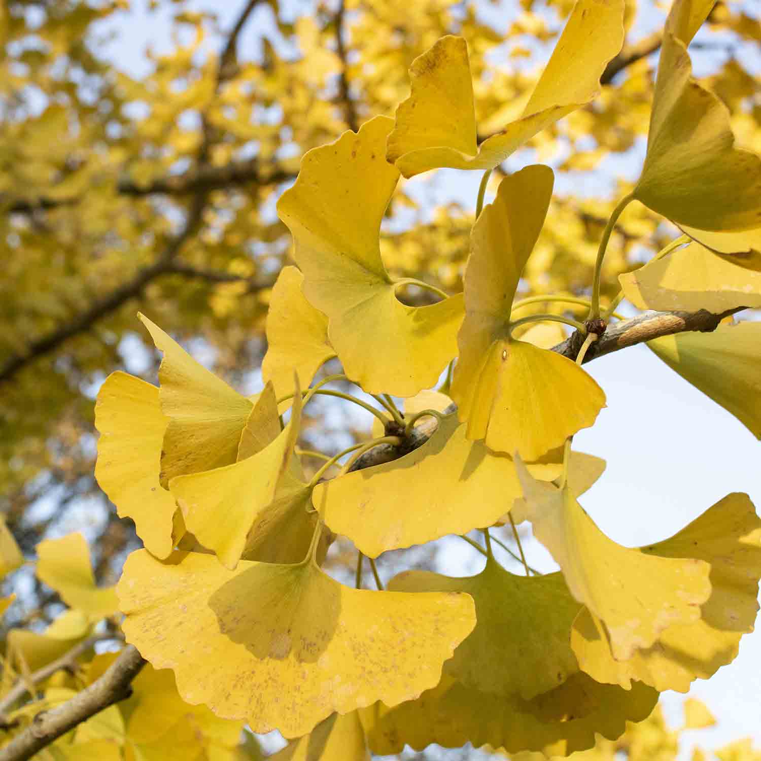 Fan-like, yellow foliage of a Ginkgo biloba 'Autumn Gold' Tree, common name Autumn Gold Ginkgo