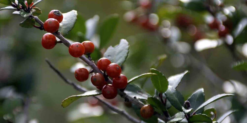 Red berries on a Ilex vomitoria 'Nana'; Dwarf Yaupon Holly