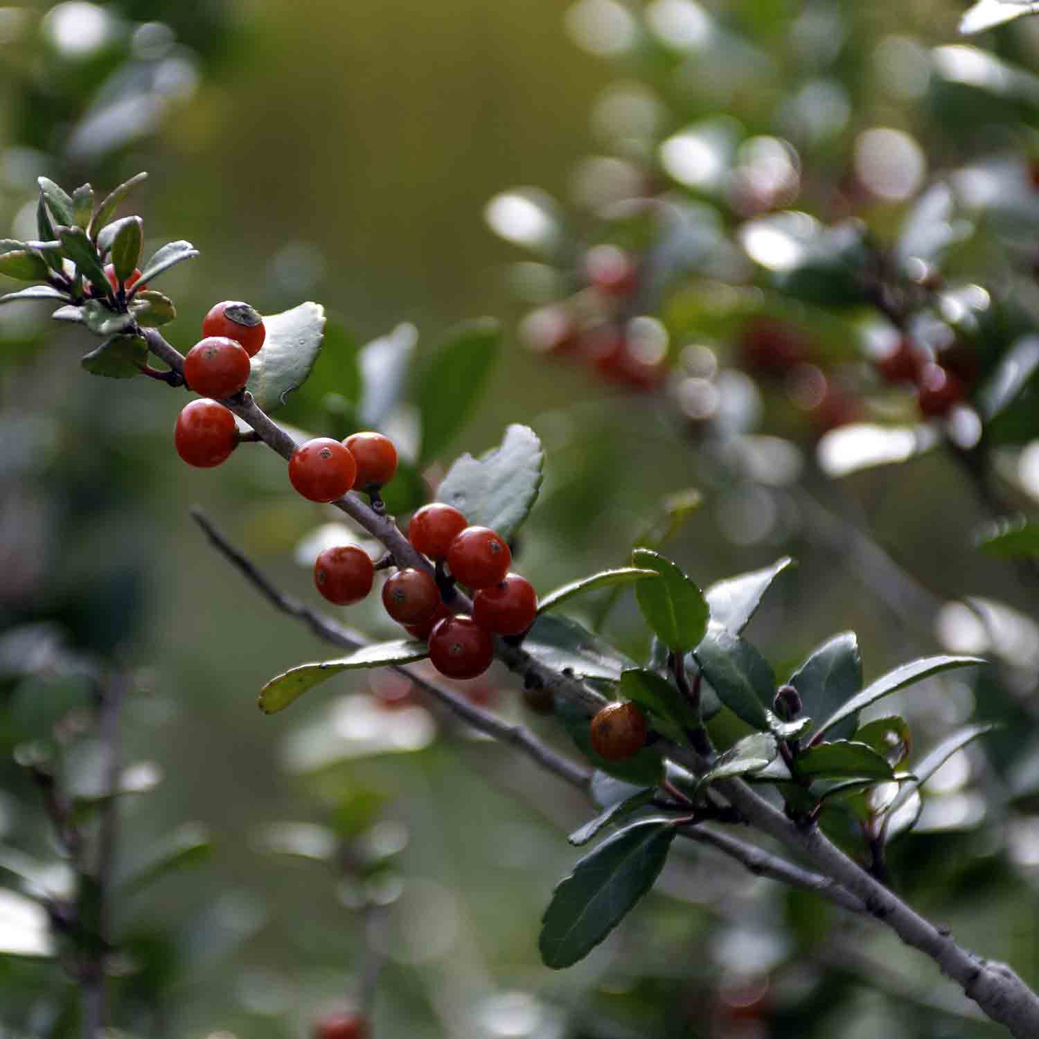 Red berries on a Ilex vomitoria 'Nana'; Dwarf Yaupon Holly