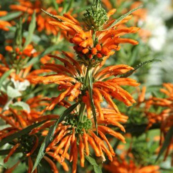 Leonotis leonurus - Lion's Tail | Western Star Nurseries